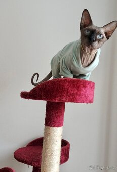 Kanadský sphynx - 2