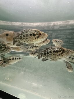 Parachromis managuensis.. - 2