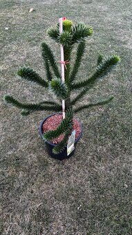 Araucaria araucana - Blahočet čilský - 2