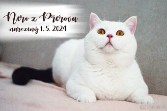 Britská krátkosrstá koťátka s PP - 2