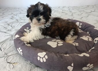 Shih - tzu - štěňátka bez pp - 2
