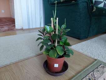 Pepřinec (Peperomia) - 2