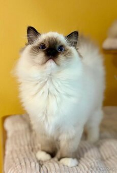 Ragdoll k odběru - 2