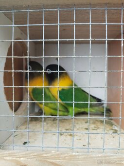 Agapornis škraboškový . - 2