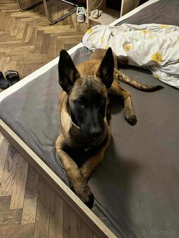 Belgický ovčák - 2