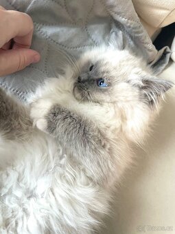 🐾 koťátko Ragdoll s PP – kocourek Blue Mitted k odbě - 2