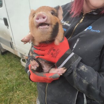 Kune kune selátko - 2