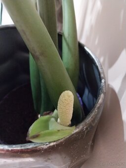 Zamiokulcas velkolistý - 2