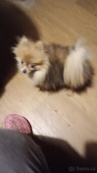 Německý trpasličí špic/Pomeranian/ -mini fenka - 2
