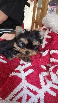 Jorkšírsky teriér s pp FCI - 2