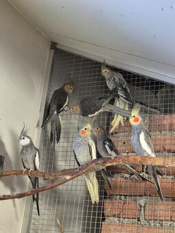 Korela chocholatá - 2