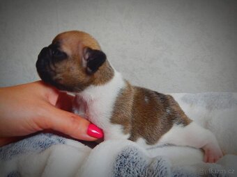 Francouzský buldoček s PP FCI - 2