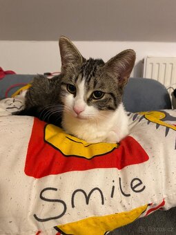 Daruji kočičku - 2