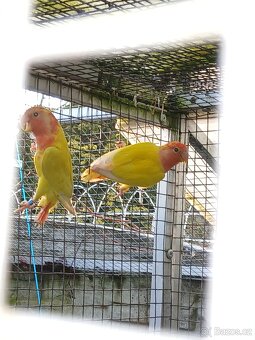 Agapornis růžohrdlý - 2