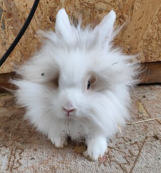 Zakrslý králík - 2