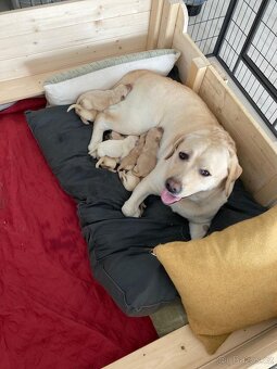 Labradorský retriever - 2