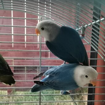 Agapornis - 2