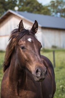AQH smoky black klisna - 2