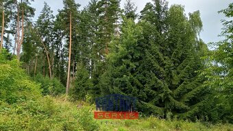 Prodej lesa 2 562 m², Bušanovice, ev.č. VŠ-7821 - 2