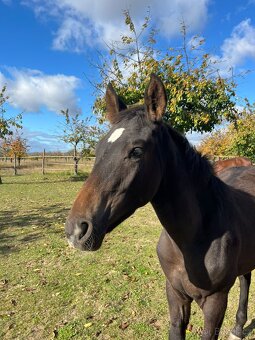 Prodám hřebečka CS - 2