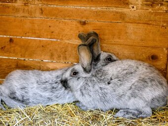 Velký světlý stříbřitý - 2