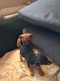 Pražský krysařík - 2