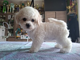 Bišonek štěňátka s PP - 2