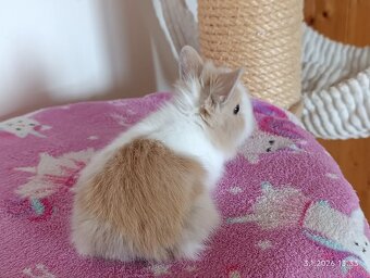 Zakrslý teddy králík - mláďata - 2