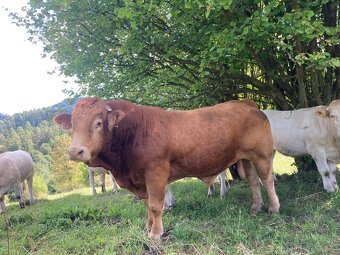 Prodám býka - 2