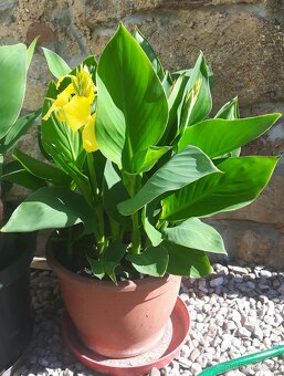 Kana, dosna žlutá - 2