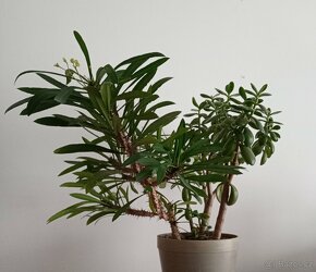 Tlustice a pryšec - 2