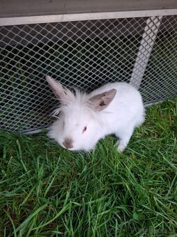 Zakrsli kralik lviček - 2