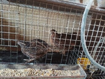 Prodám krepelky - 2