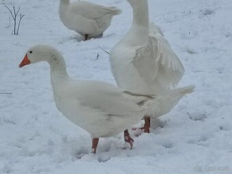 Nemecka nosna. Dvoulety kmen - 2