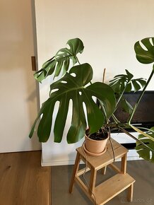 Monstera - 2