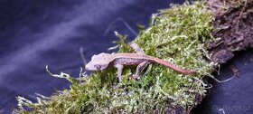 3.8.2 Correlophus ciliatus - Pagekon řasnatý - 2