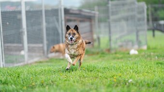 Emilka - kříženec, aktivní starší holčička, 8 let - 2
