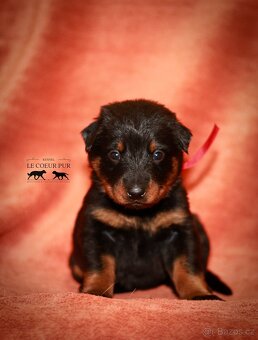 Beauceron - štěňátka k rezervaci - 2