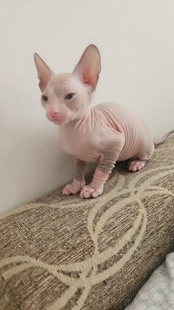 Rezervace koťata Don sphynx bez PP - 2