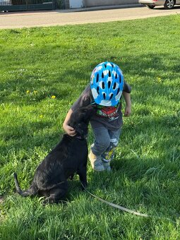 FLAT coated retriever FENKA s PP - 2