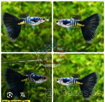 Paví očka - guppy - 2