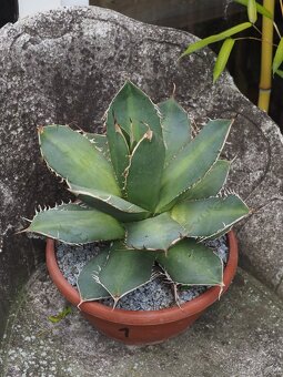 Agave - 2
