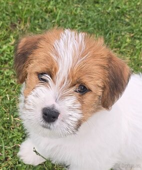 Jack Russell teriet - 2