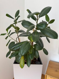 Samozavlažovací květináč Lechuza s velkým fikusem elastica - 2