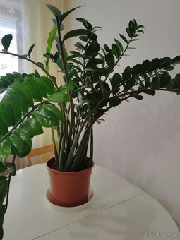 Zamioculcas výška rostliny bez květináče: 100 cm - 2