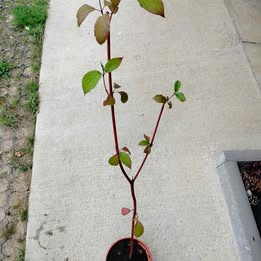 Prodám zakořeněný výhon Svídy krvavé (Cornus Sanguinea) - 2