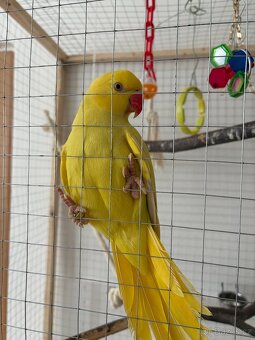 Alexandr malý/pětiměsíční papoušek - 2