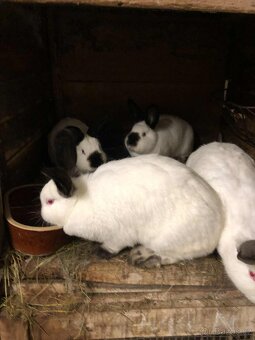 kalifornský králík - 2