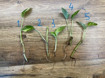 Epipremnum aureum - zakořeněné řízky - 2