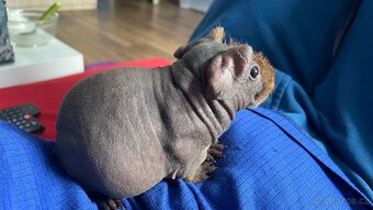 Skinny morče.morčata - 2